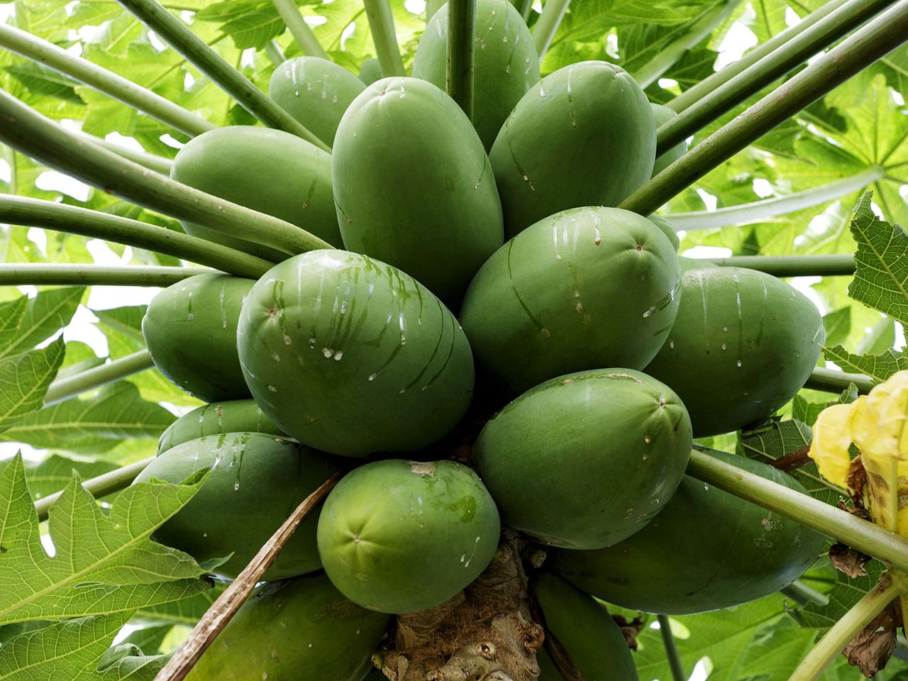 Papayas im Norden von Queensland, Australien
