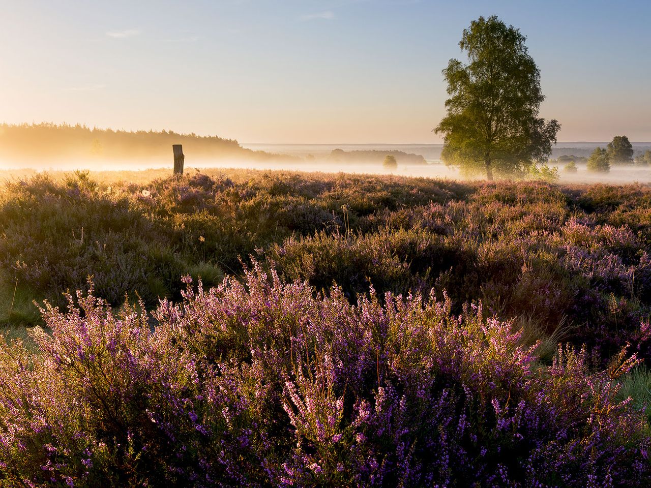 Lüneburger Heide in Blüte
