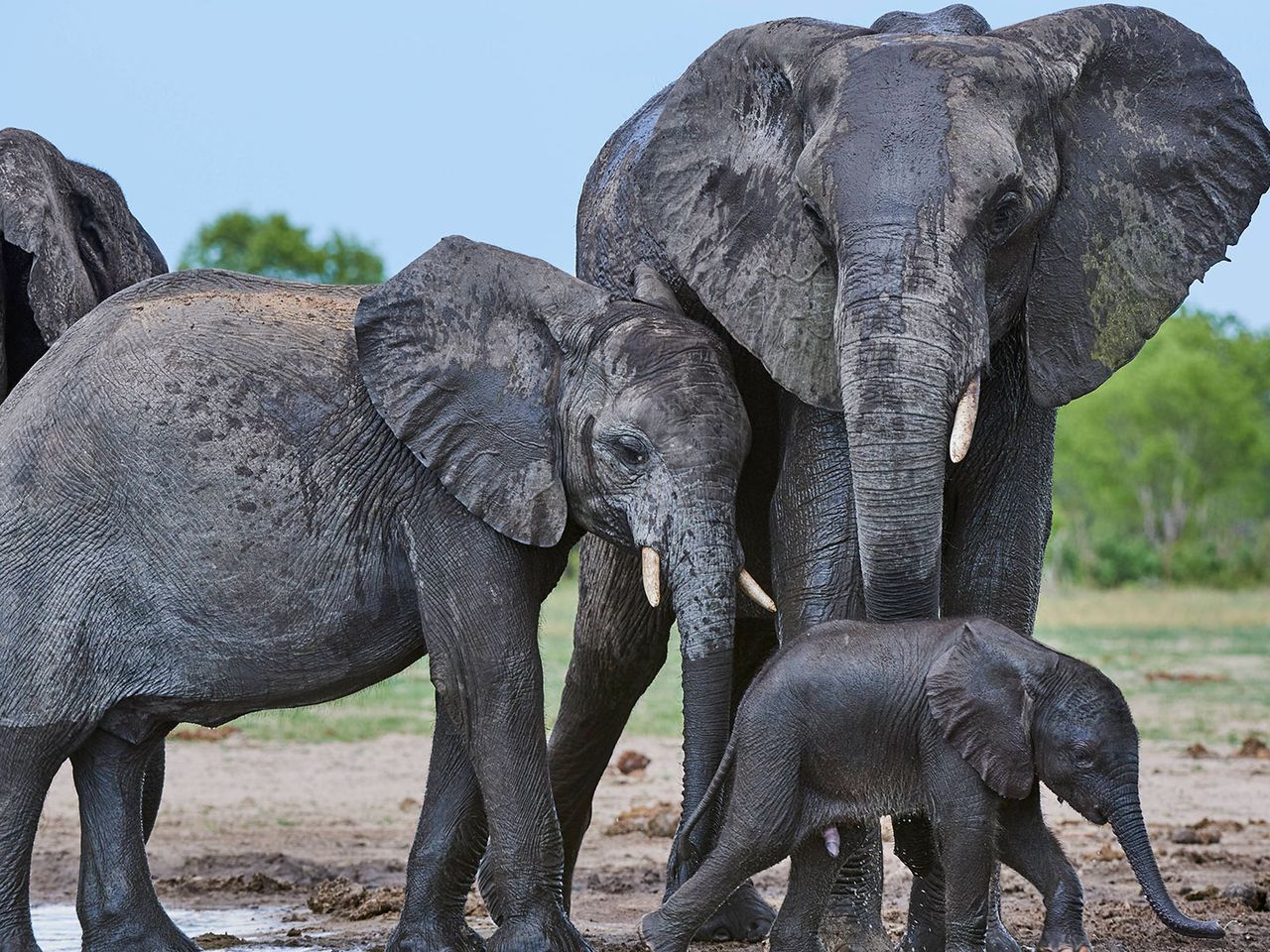 Elefantenfamilie im Hwange-Nationalpark in Simbabwe