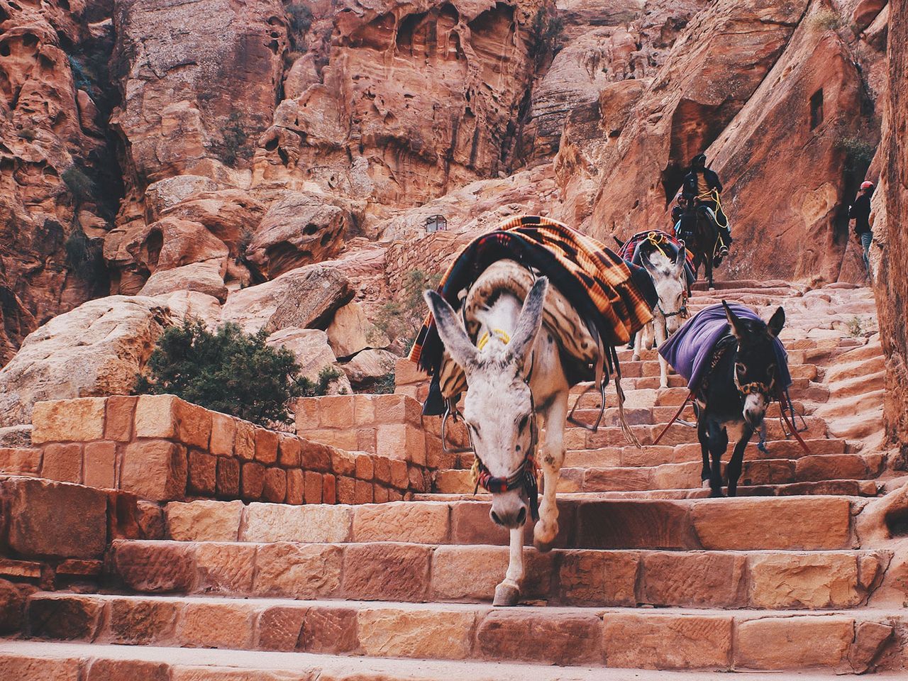 Esel im Wadi Musa, Tal in Jordanien
