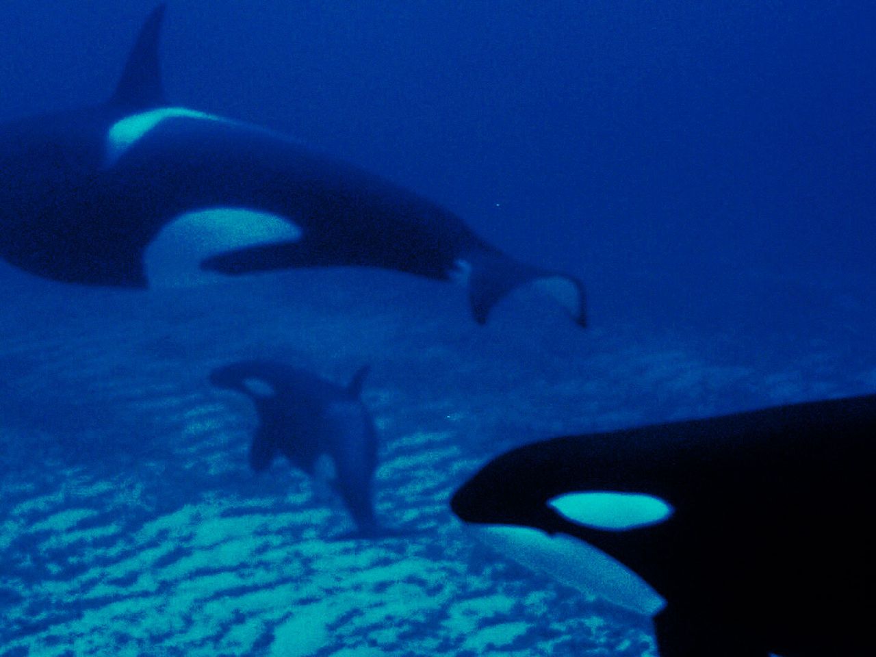 Orcas mit Kalb schwimmen im Fjord