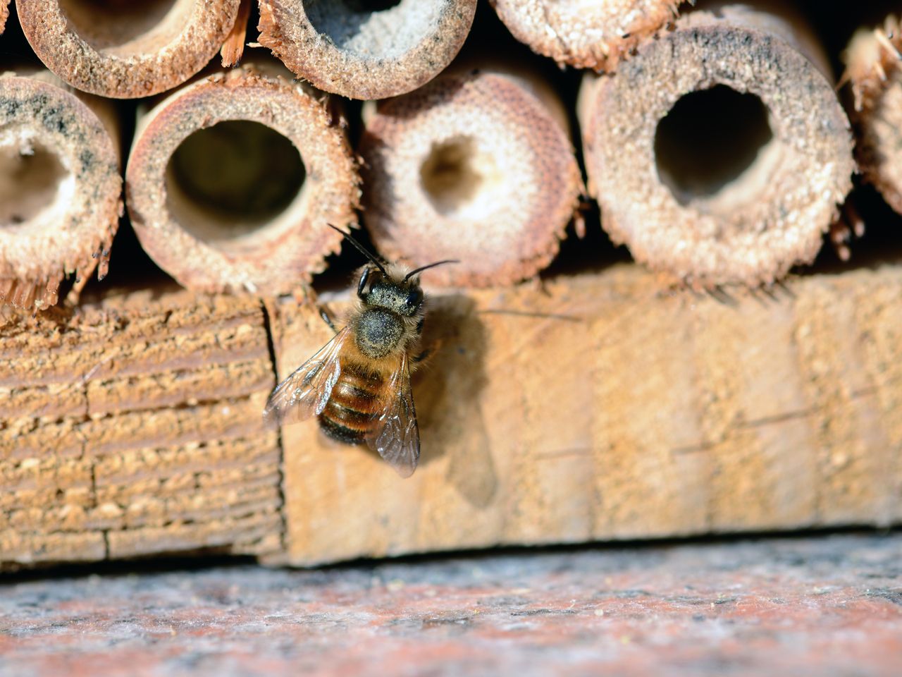 Bienen in einem Insektenhotel