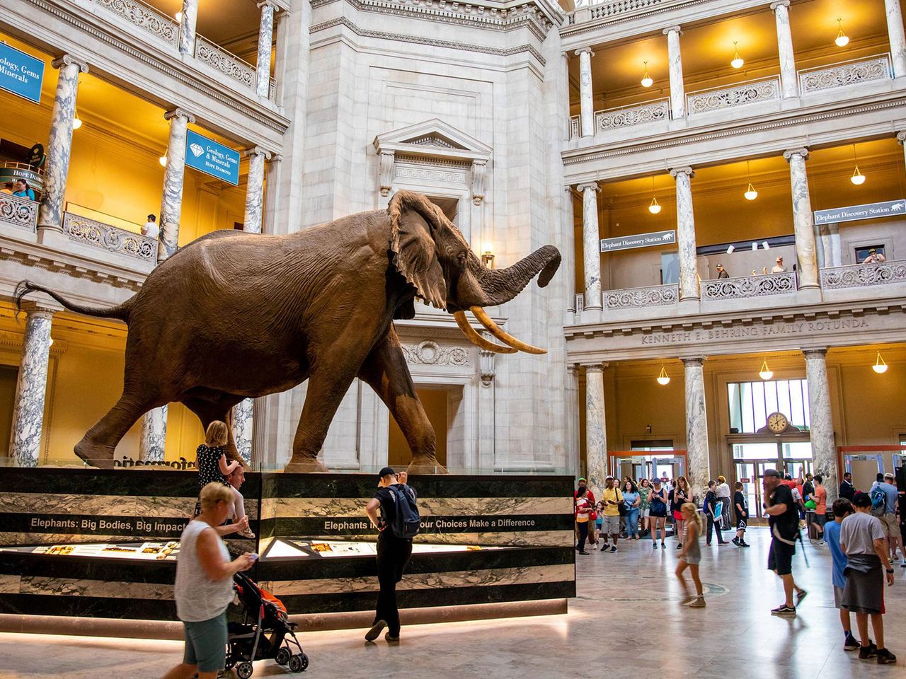 Smithsonian National Museum of Natural History von innen, großes Elefantenmodell