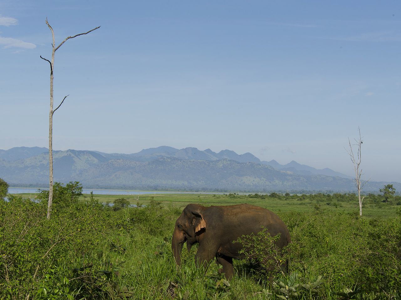 Elefant in Sri Lanka