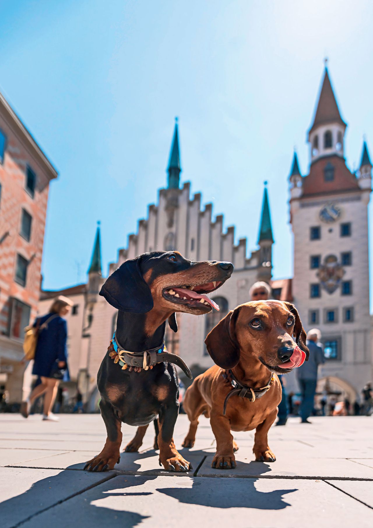 Zwei Dackel auf dem Marienplatz in München