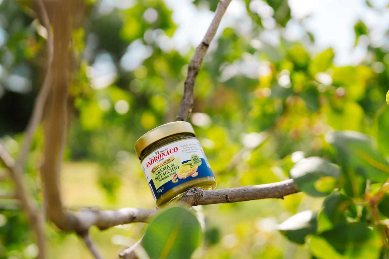 Pistaziencreme liegt in einem Ast des Pistazienbaums, Bronte