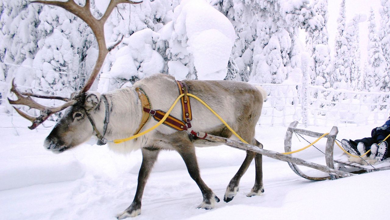 Rentierschlitten in Kuusamo, Finnland