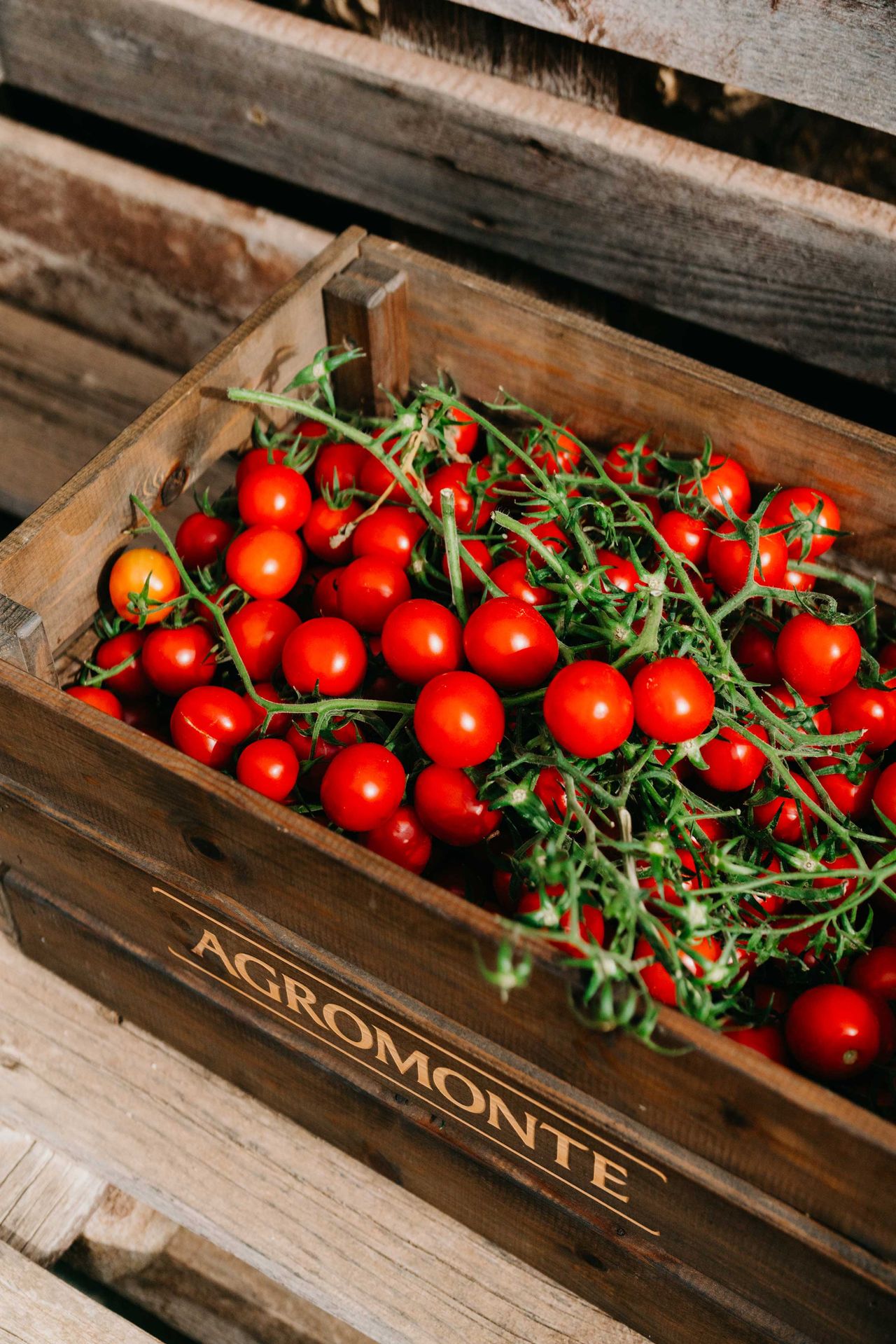 Sonnengereifte Tomaten aus Sizilien