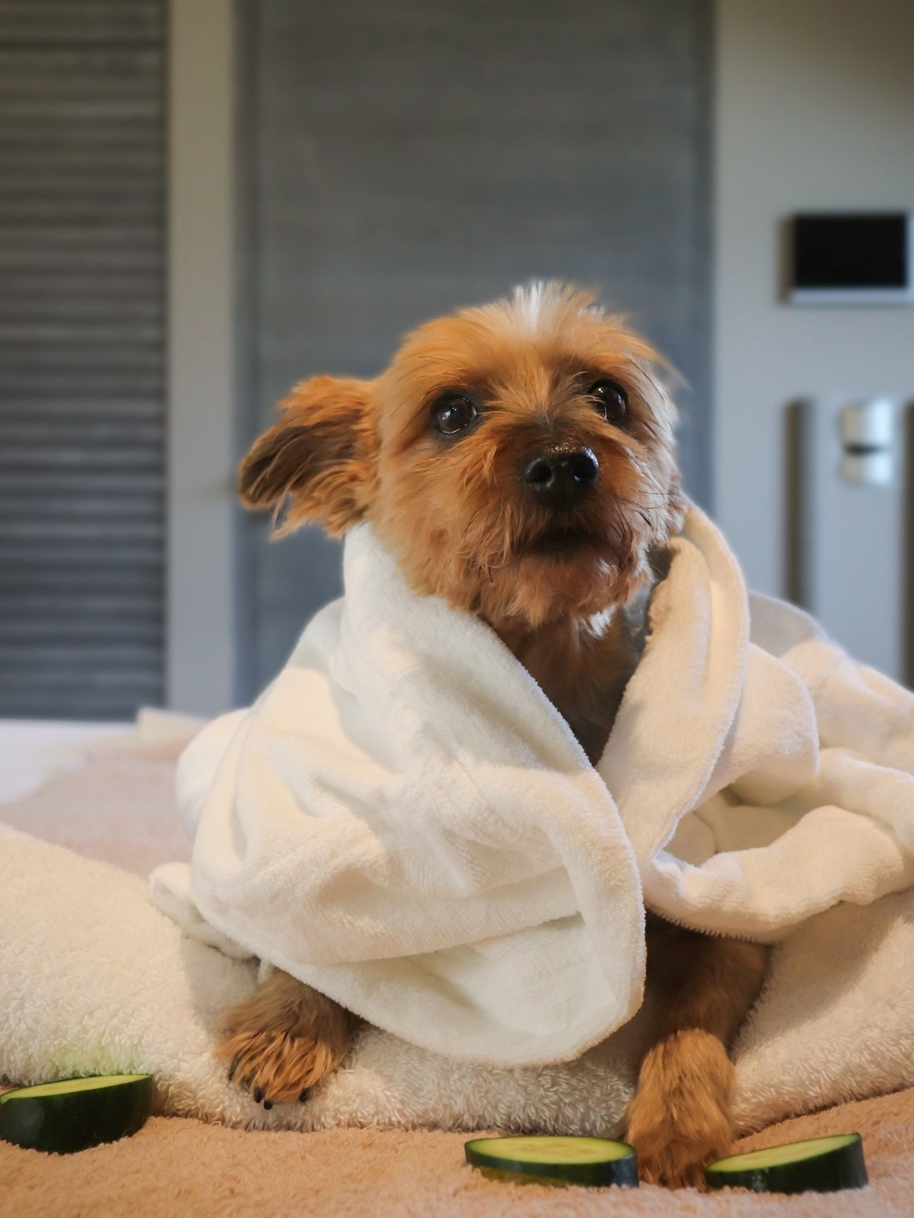 Paw Spa für Hunde im Six Senses Duoro-Tal