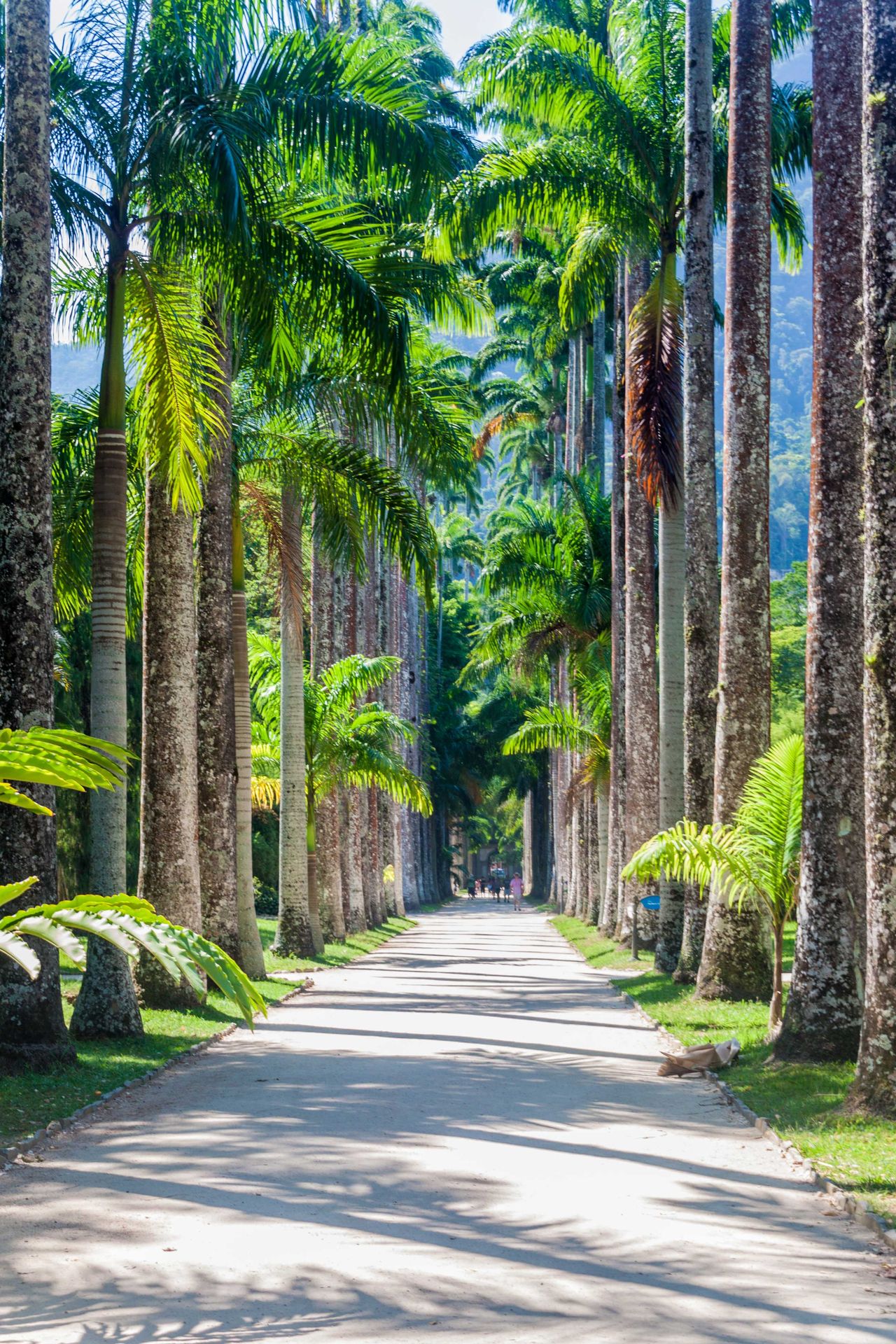Avenida das Palmeiras Imperiais im Jardim Botânico, Rio de Janeiro
