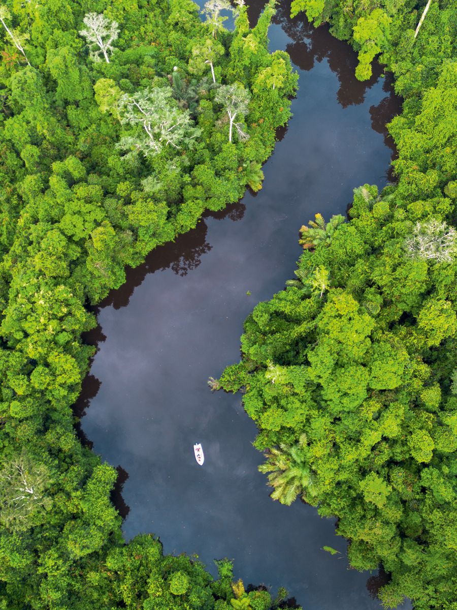 Regenwald im Loango-Nationalpark, Gabun