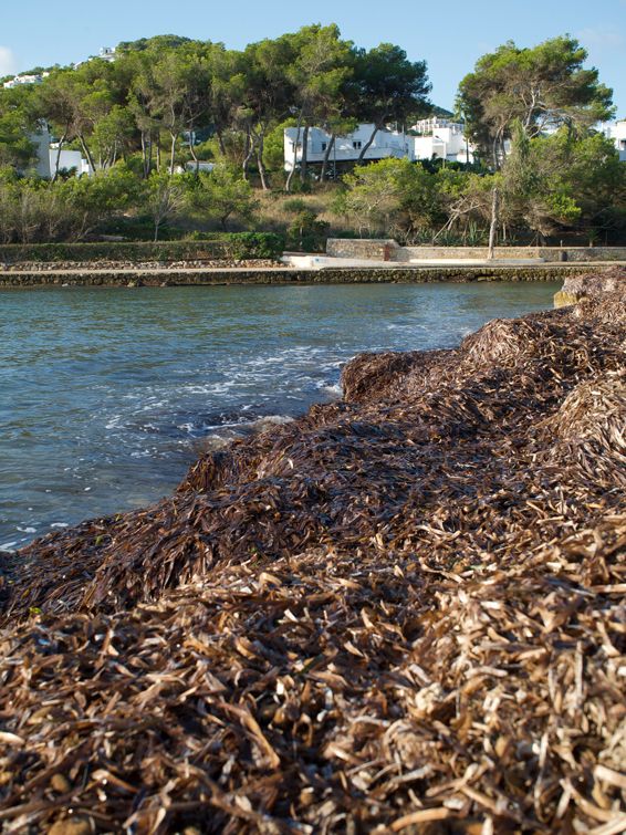Seegras liegt vor der &ouml;stlichen K&uuml;ste von Ibiza