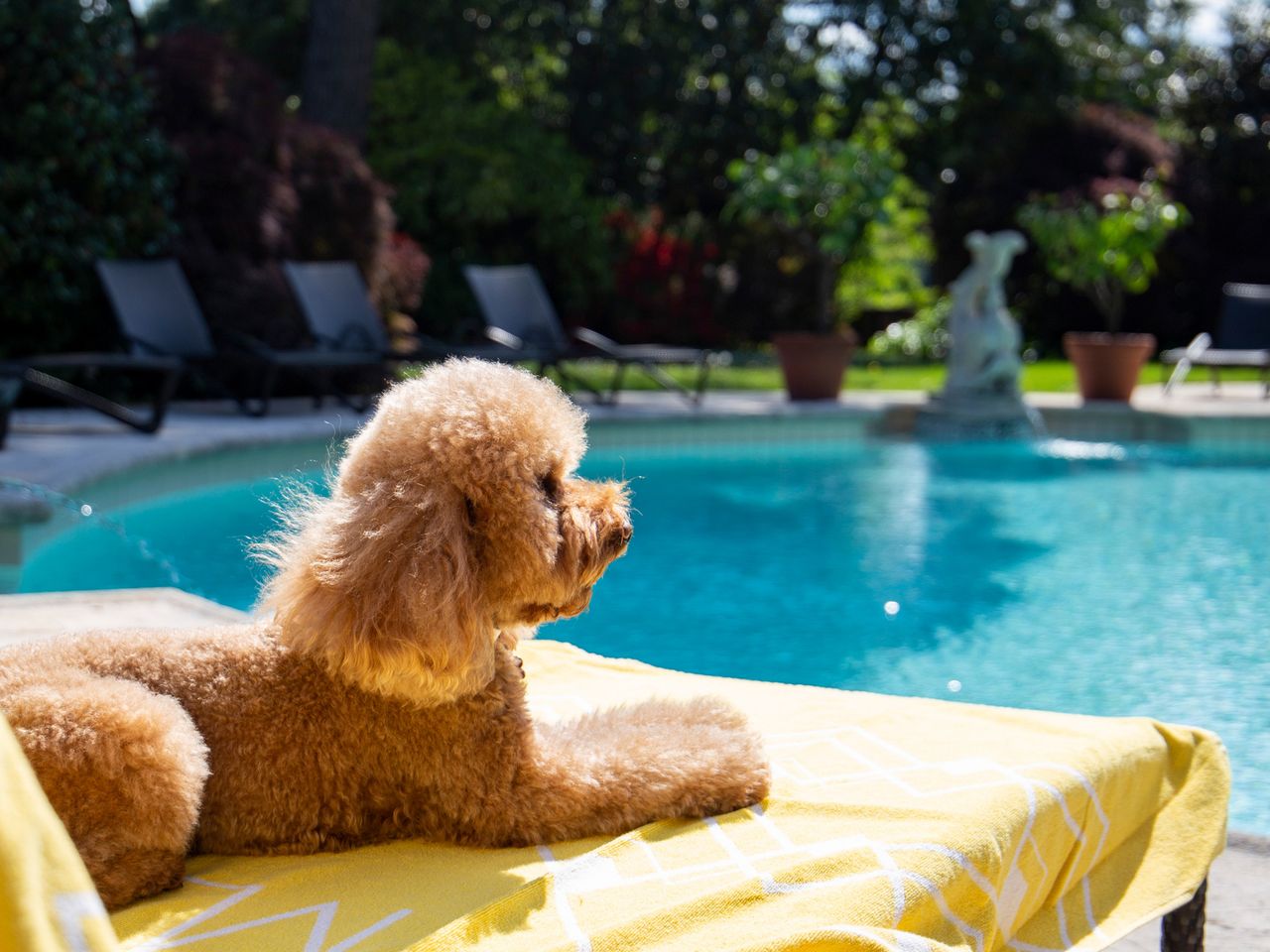 Hund am Pool in der Villa Leopoldo, Lugano