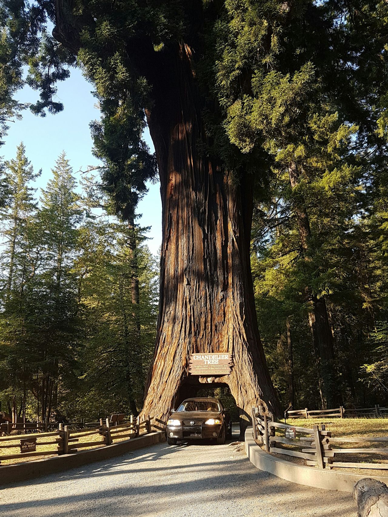 Ein Auto f&auml;hrt durch einen Mammutbaum im Redwood National Park 