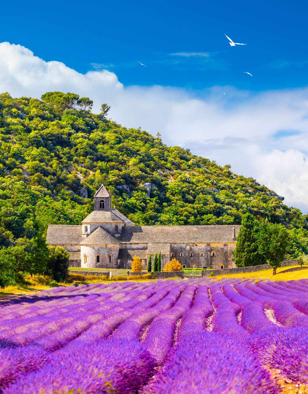 Abbaye Notre-Dame de Sénanque während der Lavendelblüte