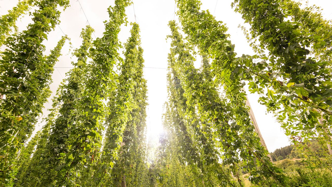Bitburger Hopfen