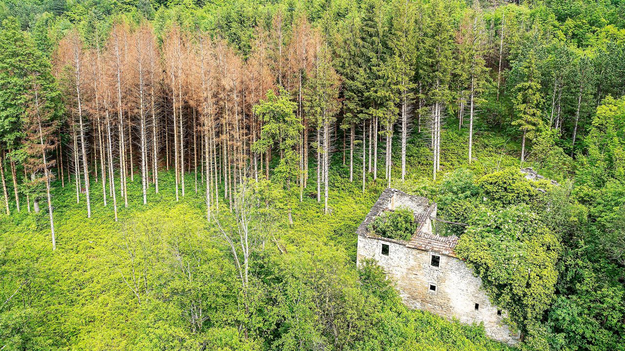 Absterbende Bäume im Wald in Emilia-Romagna, Italien