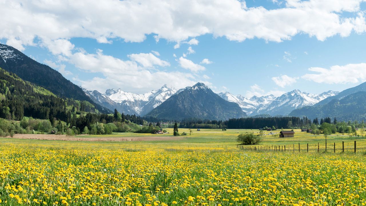 Blumenwiese im Allgäu, Bayern, Deutschland