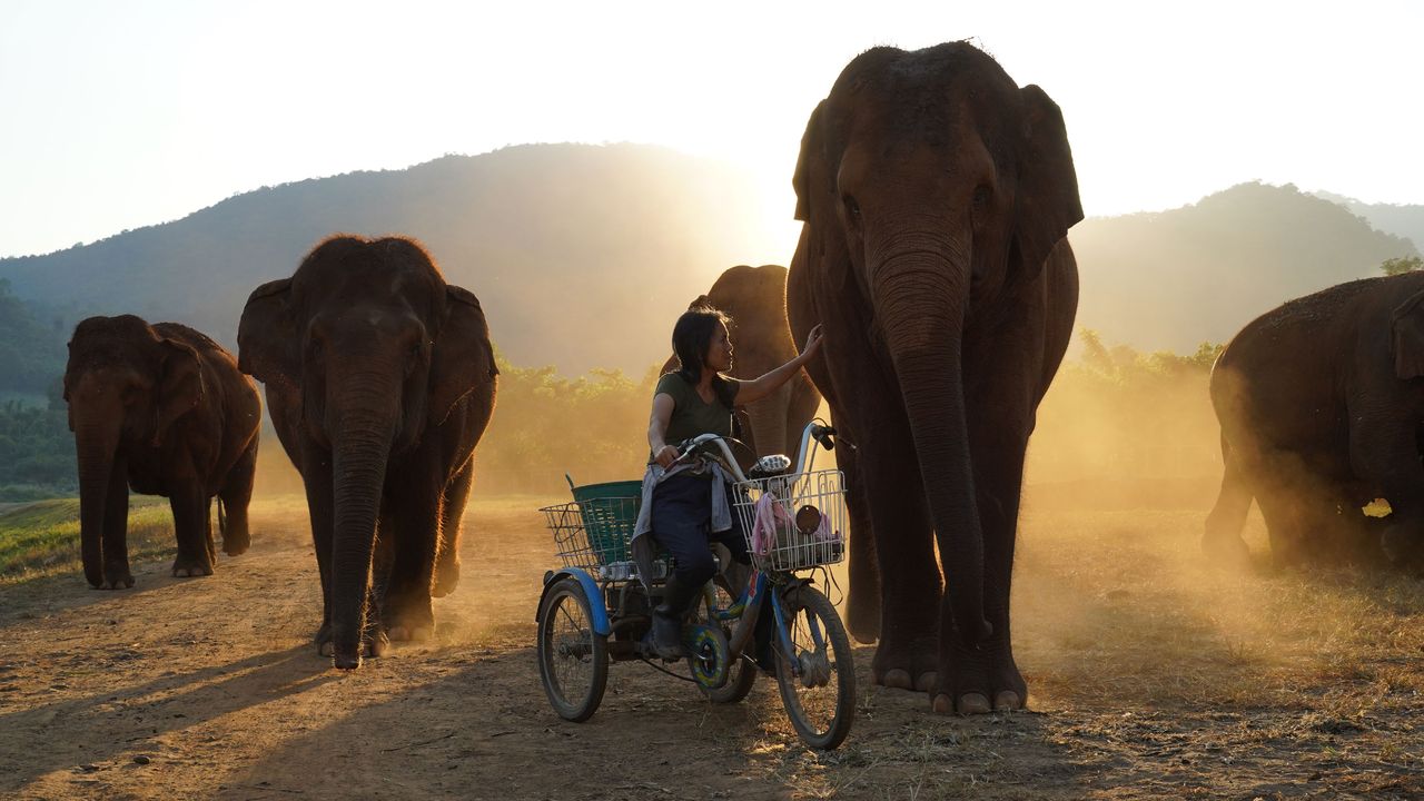 Lek Chailert im Elephant Nature Park, Thailand