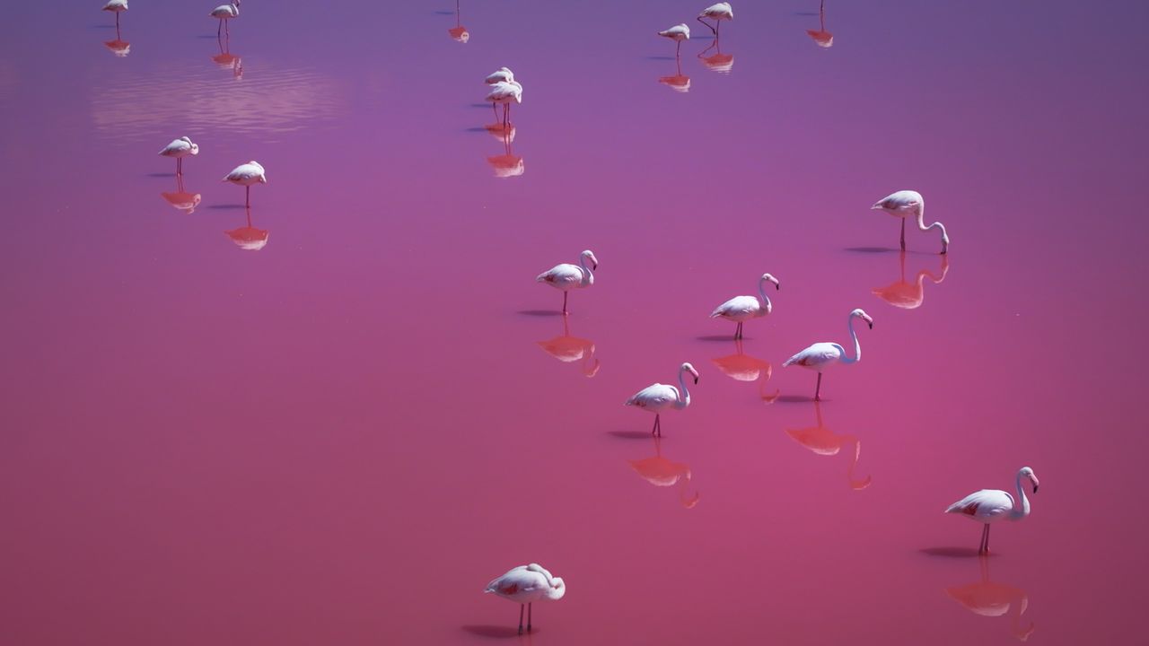 Faszination Erde, Flamingos