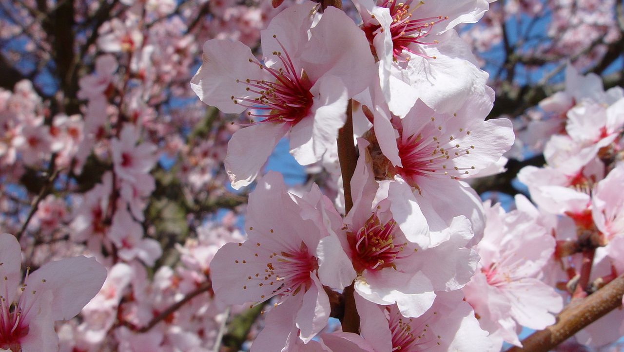 Mandelblüte in der Pfalz, Nahaufnahme 
