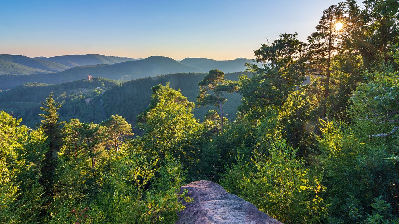 Pfälzerwald in Rheinland-Pfalz