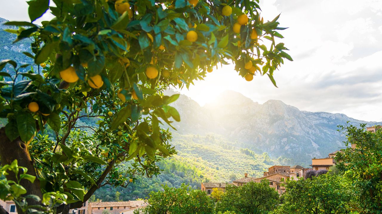 Zitrusfrüchte auf einem Bauernhof auf Mallorca, Nahaufnahme, Landschaft