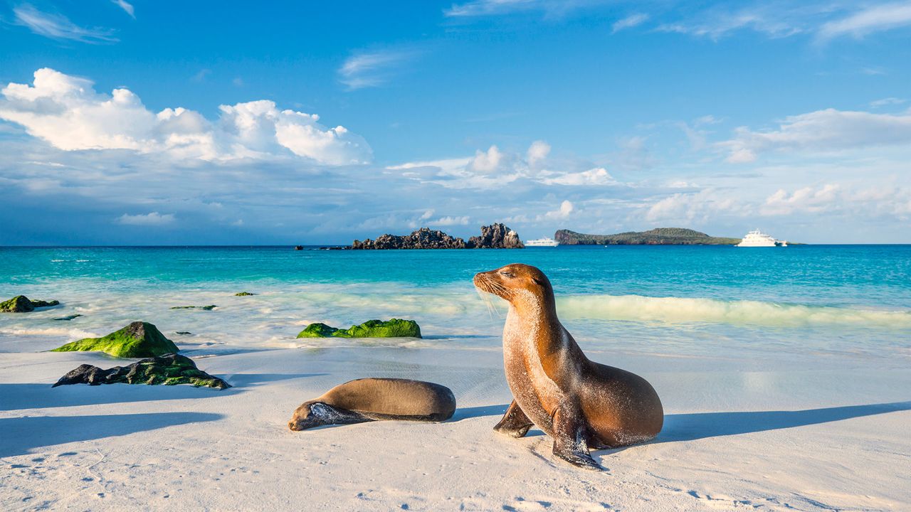 Seelöwe am Strand der Insel Española, im Hintergrund ein Kreuzfahrtschiff