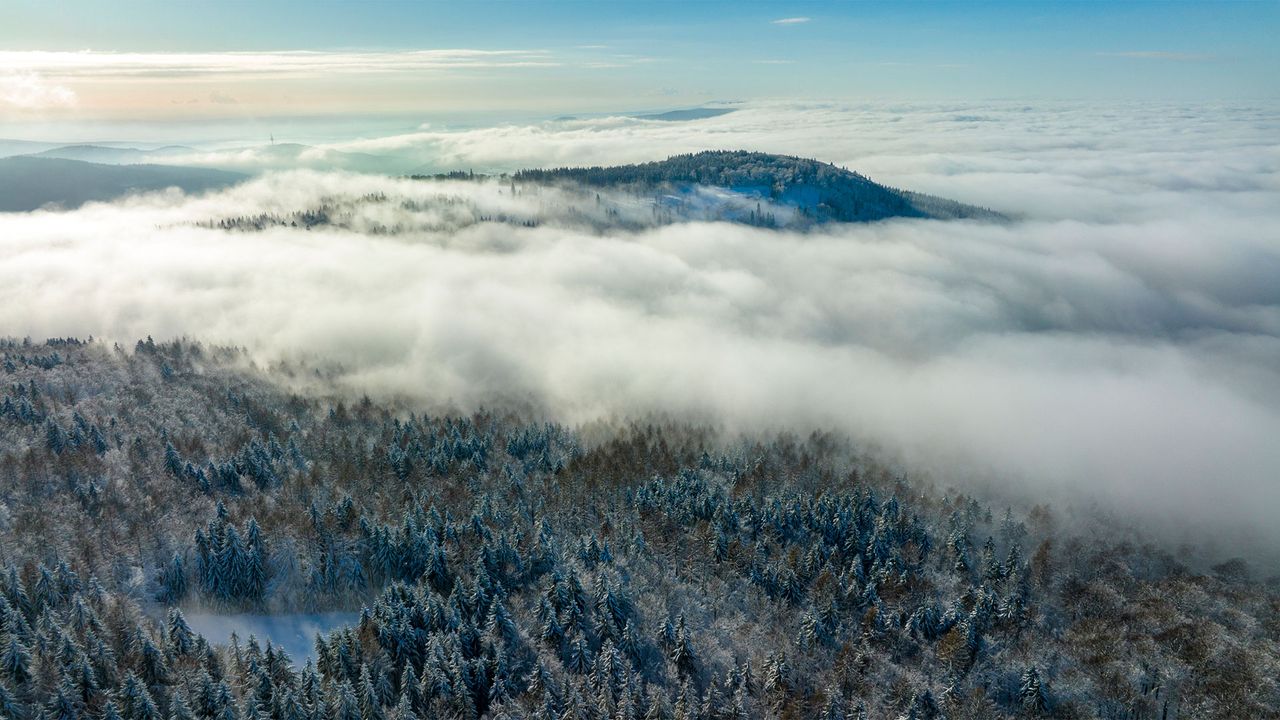 Winter in Hessen, Wald im Nebel