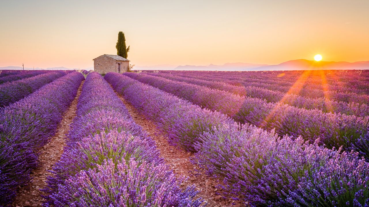 Ein Lavendelfeld bei Valensole, Provence