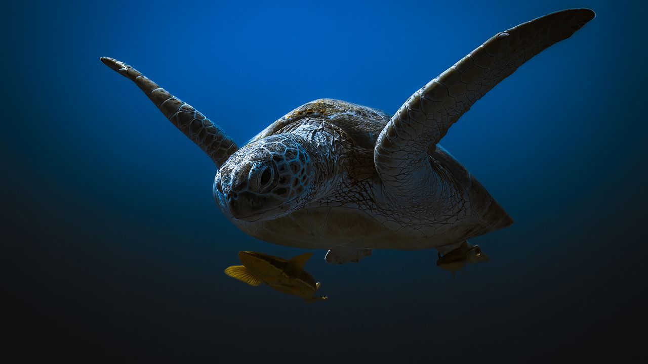 „The Fellowship“ von Sina Ritter