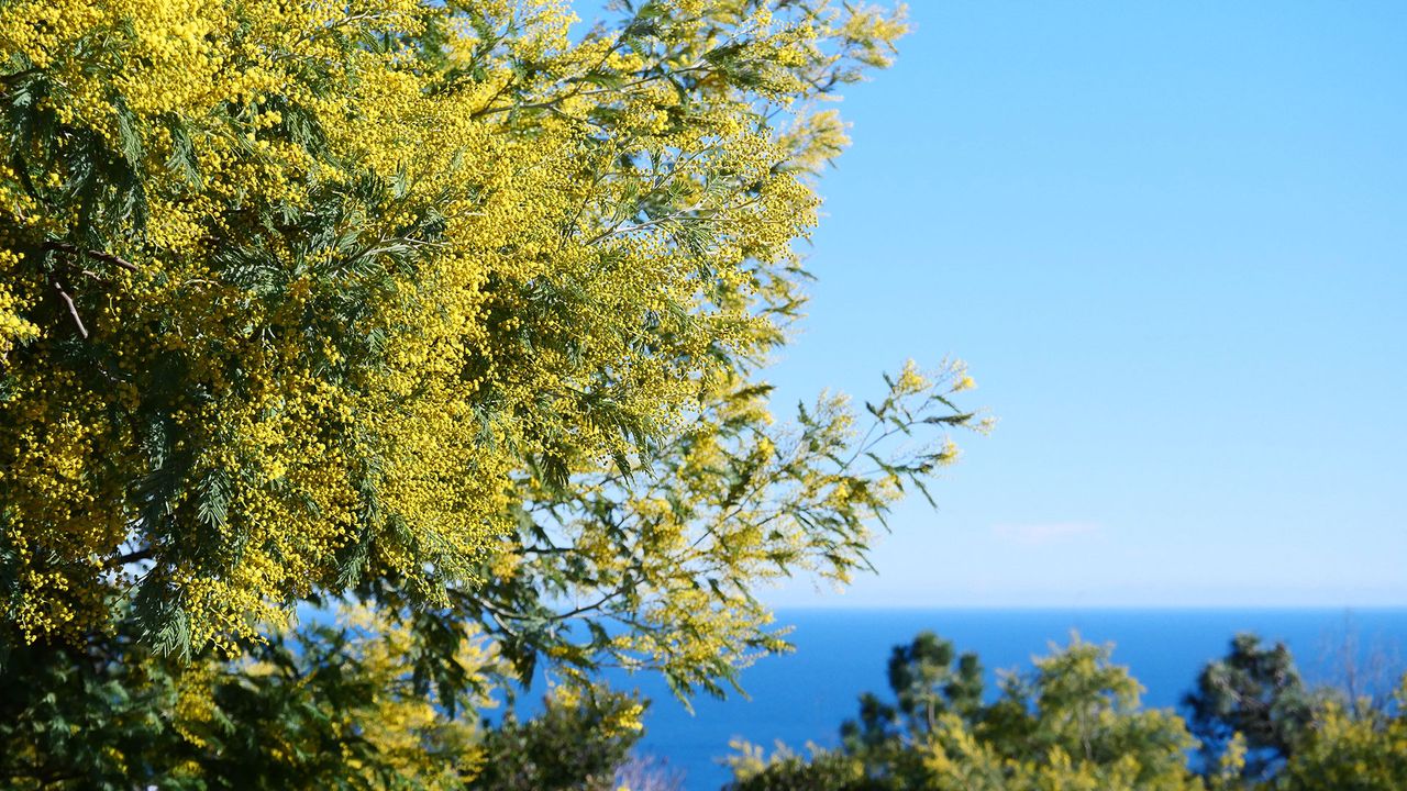 Mimosen in Frankreich