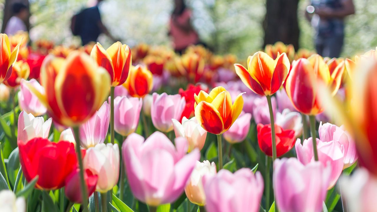 Tulpenblüte in den Niederlanden, Moodfoto