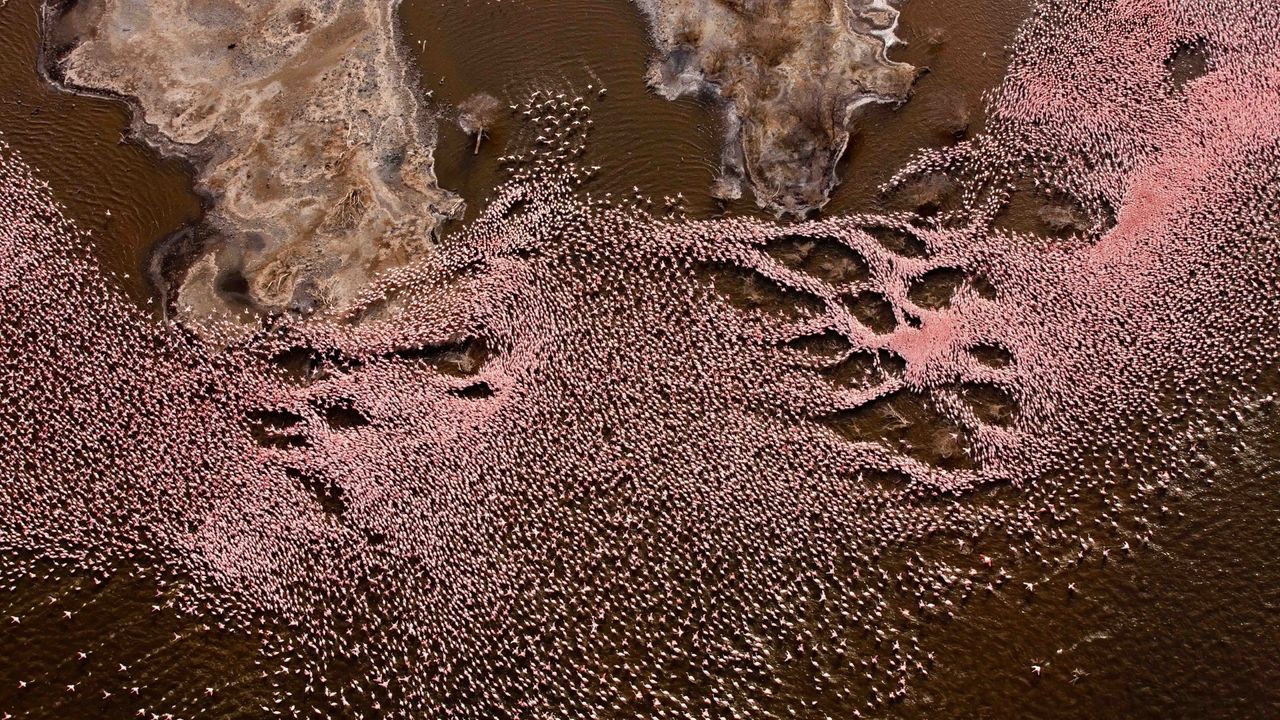 Flamingos, fotografiert von Michael Poliza