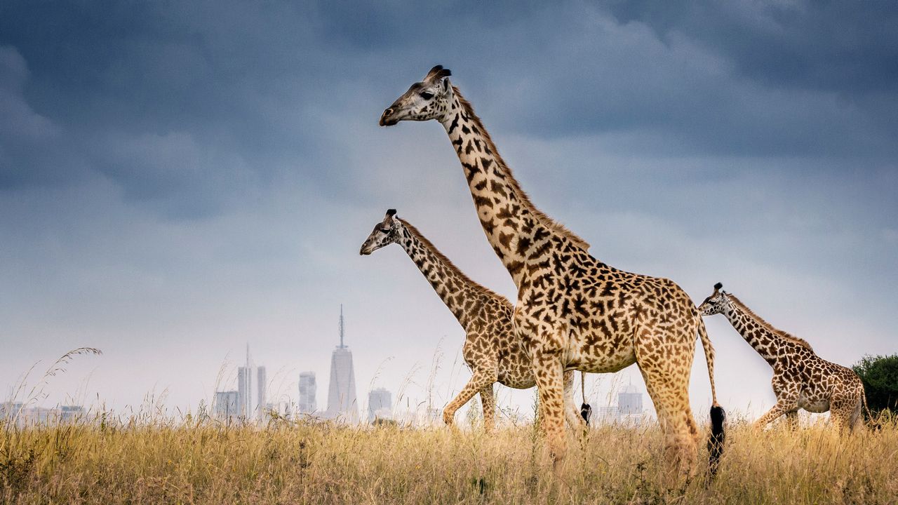 Nairobi Skyline und drei Giraffen