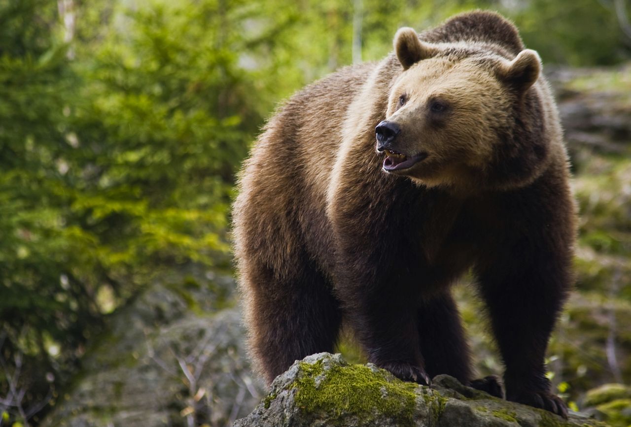 Braunbär in der Finnmark, Schweden