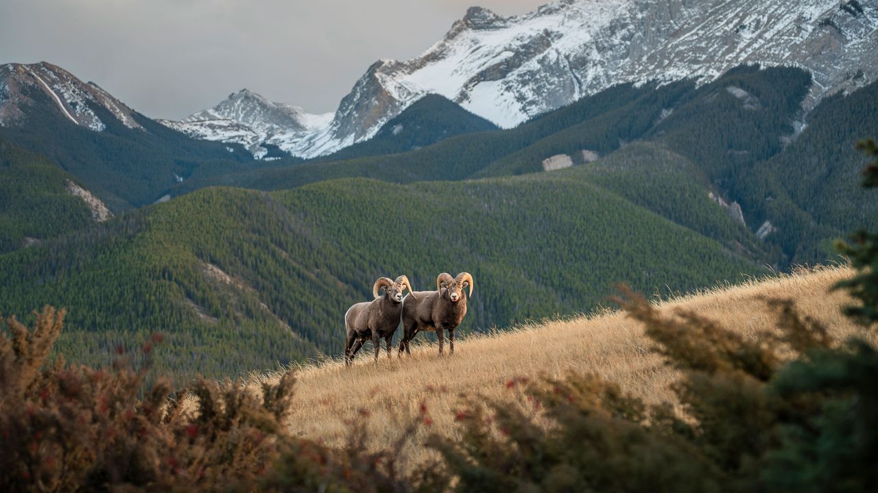 Naturlandschaft in den Rocky Mountains in Alberta
