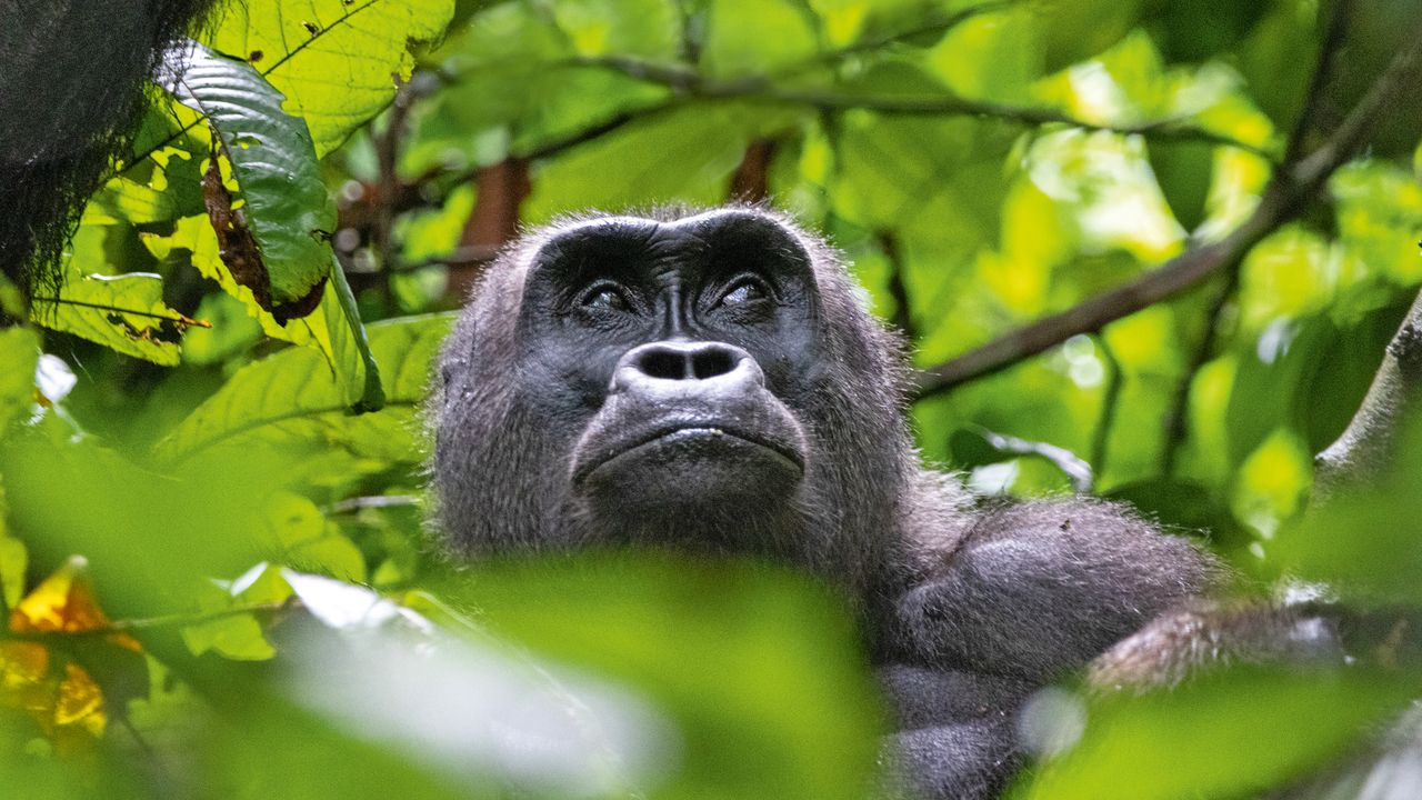 Gorilla im Loango-Nationalpark in Gabun