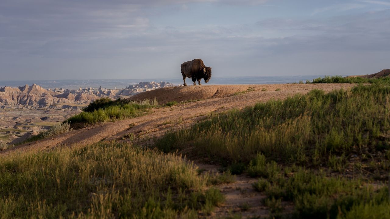 Bison in den Badlands von South Dakota