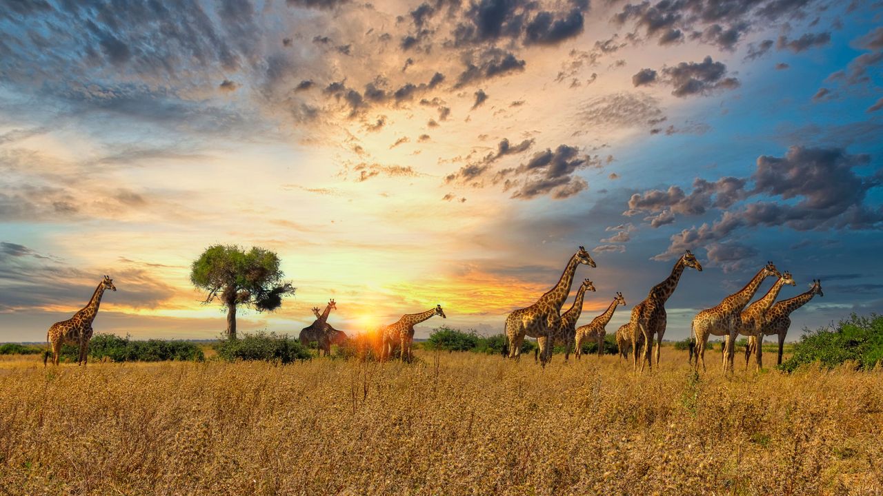 Giraffenherde in Tansania, Serengeti-Nationalpark