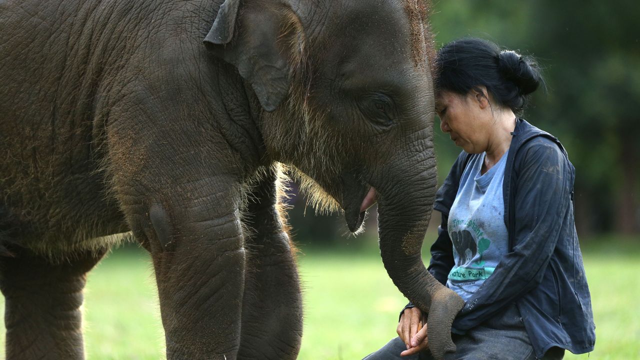 Lek Chailert mit Elefantenjungen, Thailand