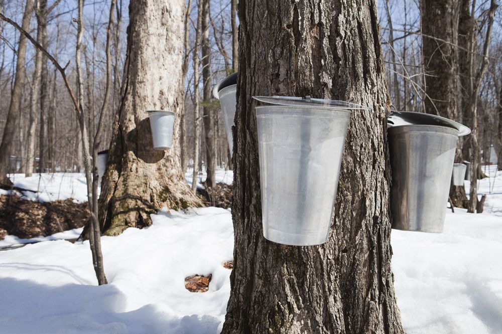 maple-syrup-kanadischer-ahornsirup