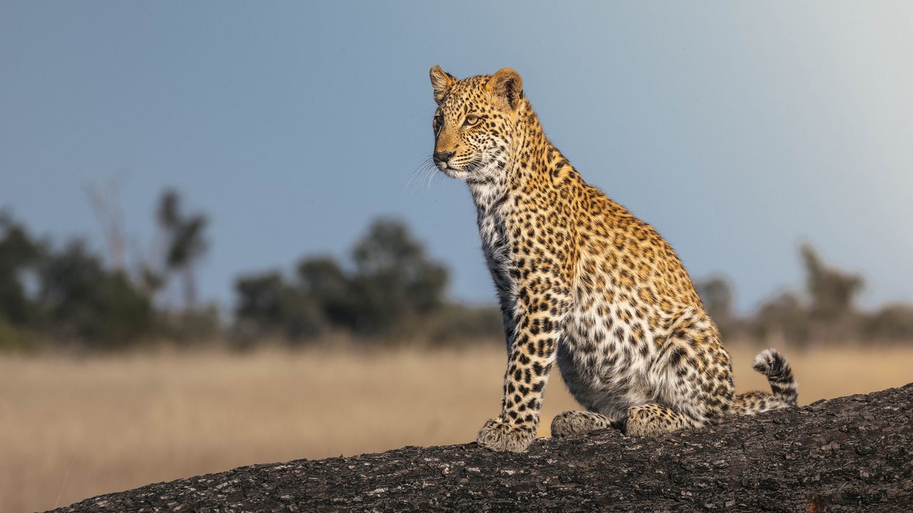 Leopard im Okavango-Delta, Botswana