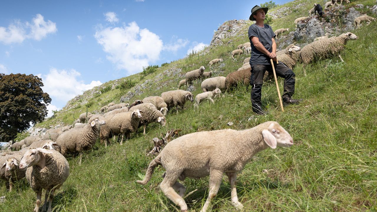 Schwäbische Alb: Wandern auf dem Albschäferweg. Schäfer Florian Feussner am Ipfelberg in Giengen an der Brenz