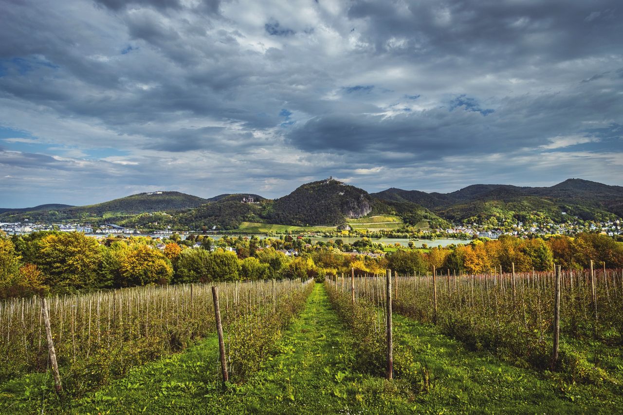 Merian-2019-Bonn-074-Blick auf das Siebengebirge