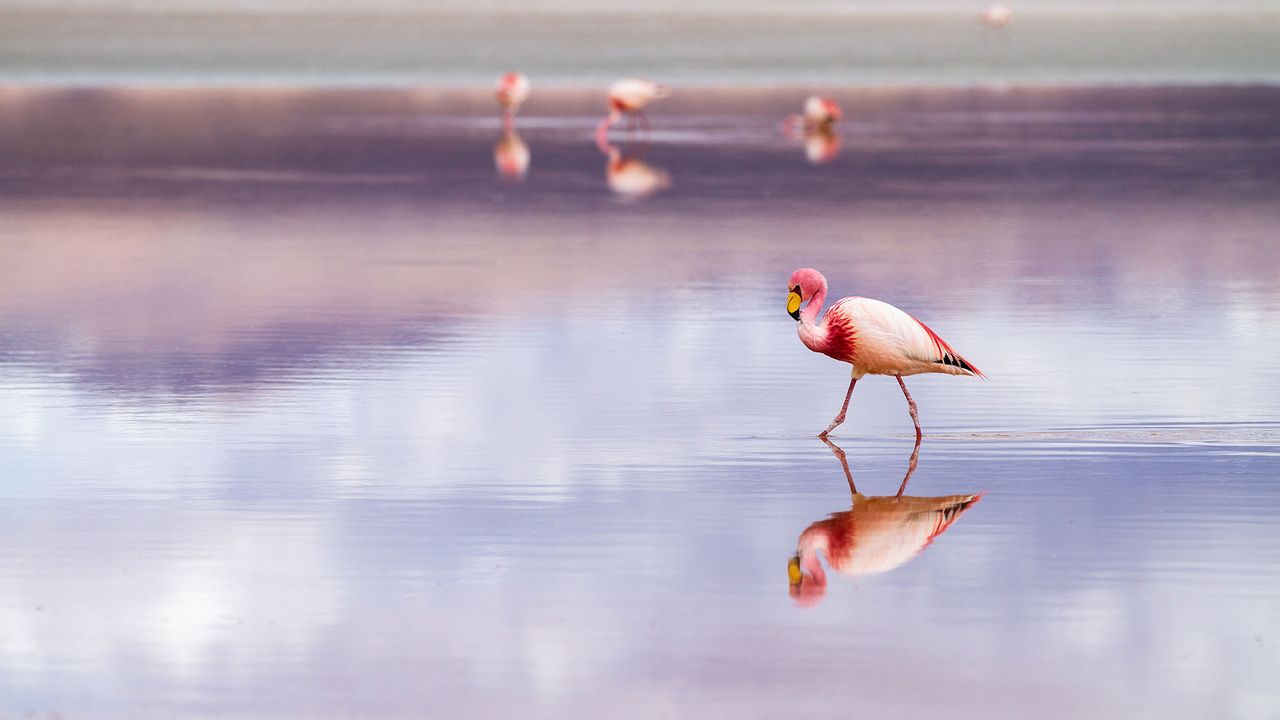 Flamingo in der Laguna Colorada, Bolivien