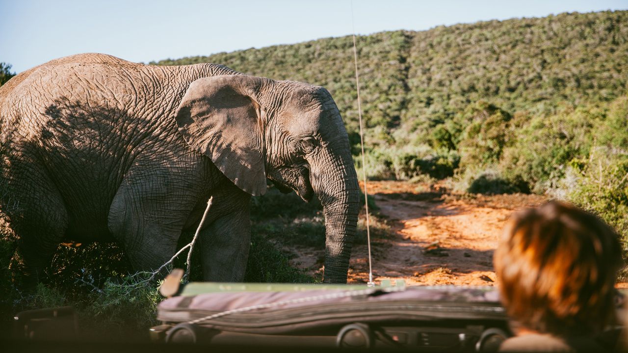 Elefant auf einer Safari in Südafrika