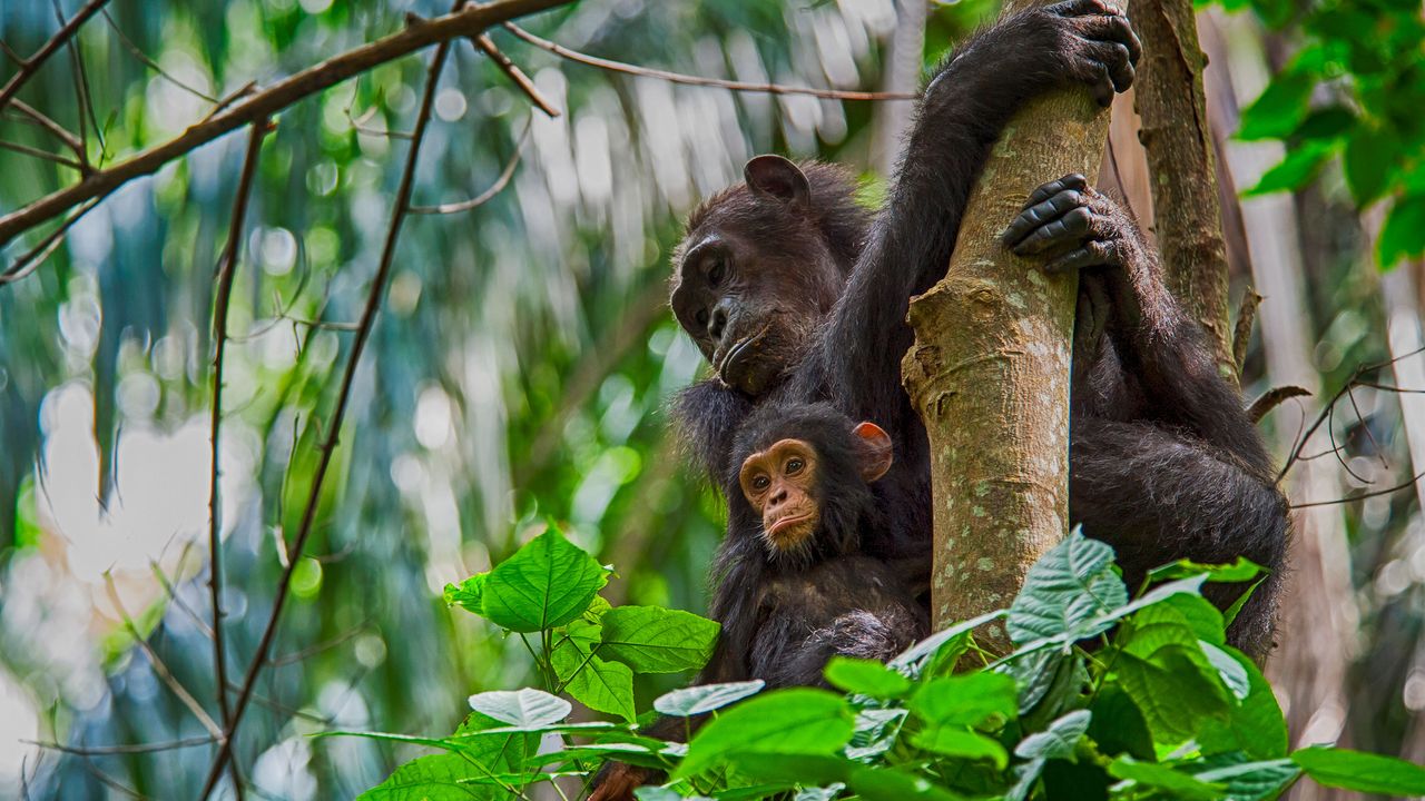 Schimpanse mit Baby in Gombe Nationalpark, Tansania