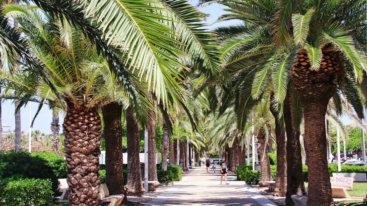 Palmen in Valencia