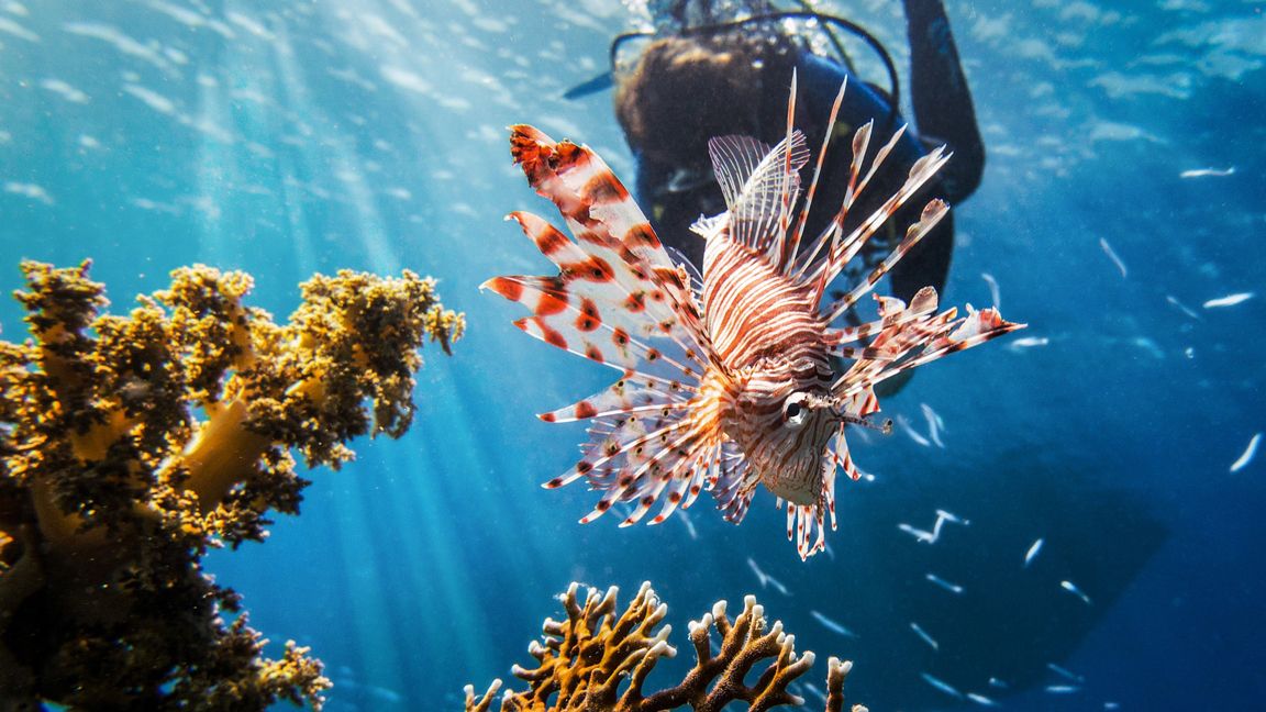 Sharm El Sheikh, Rotes Meer in Ägypten